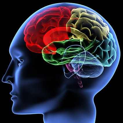 human_brain_picture.jpg